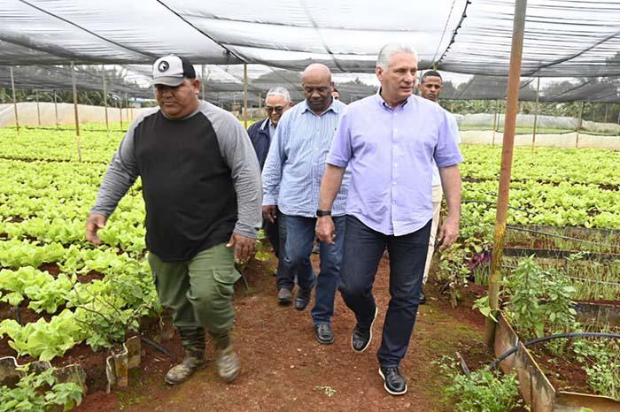 Díaz-Canel realiza recorrido por La Habana, en el campo con otras personas