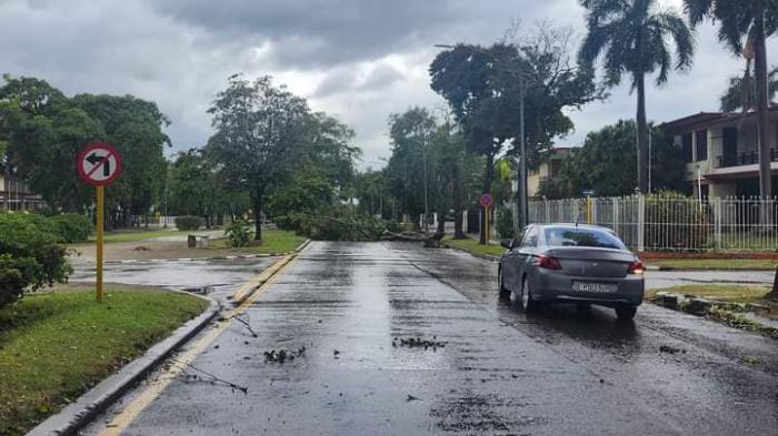 Carro por 5ta avenida donde hay un árbol caído. 