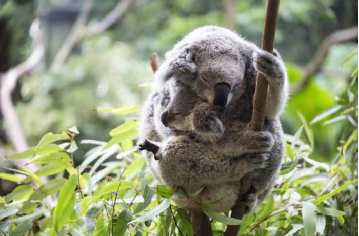 Koalas dormidos