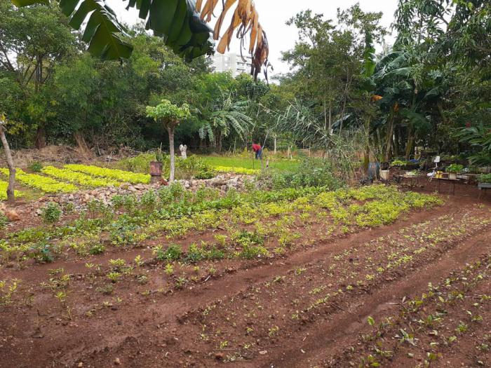 Terreno aledaño al organopónico de la avenida de los Cocos, en Alamar