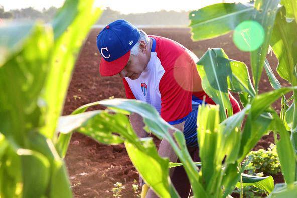 Trabajo voluntario