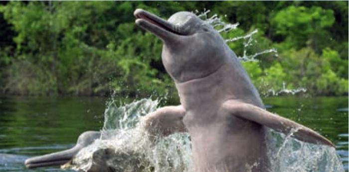 Delfines