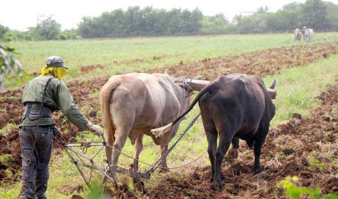 Hasta el mes de marzo se contrataron 188 197 productores, apenas el 50 % del total de tenentes de tierra que existen en el país.