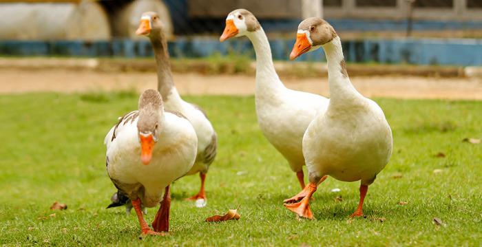 Patos