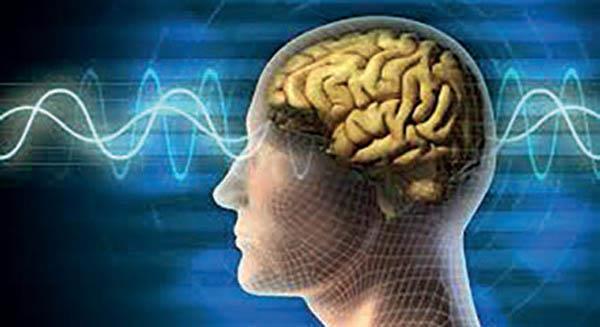 El cerebro humano