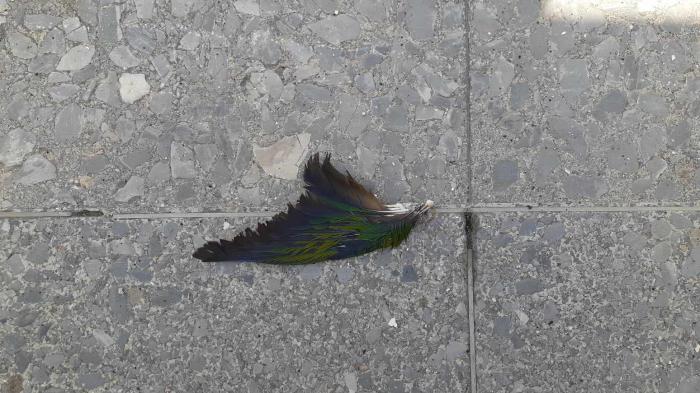 Pluma de colores sobre el piso