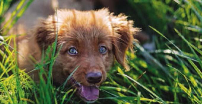 Perro