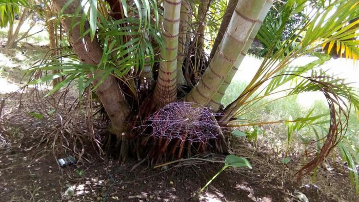 Telaraña