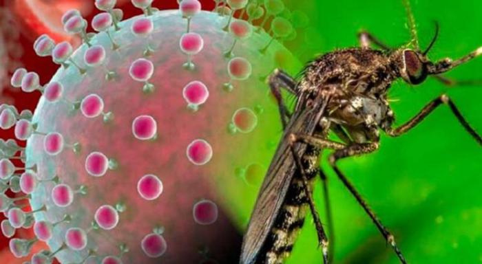 Mosquito