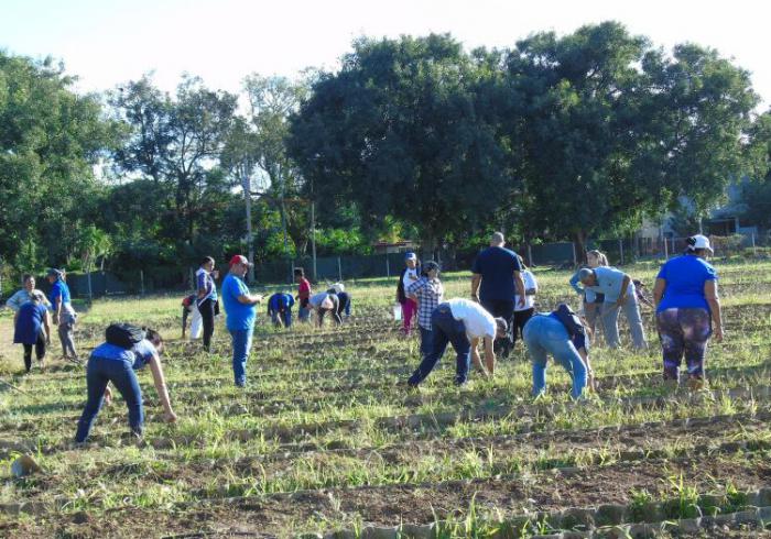 Trabajo voluntario en organopónico de Playa