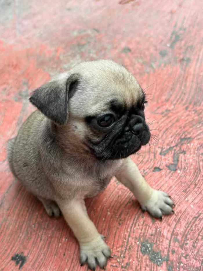 Perro