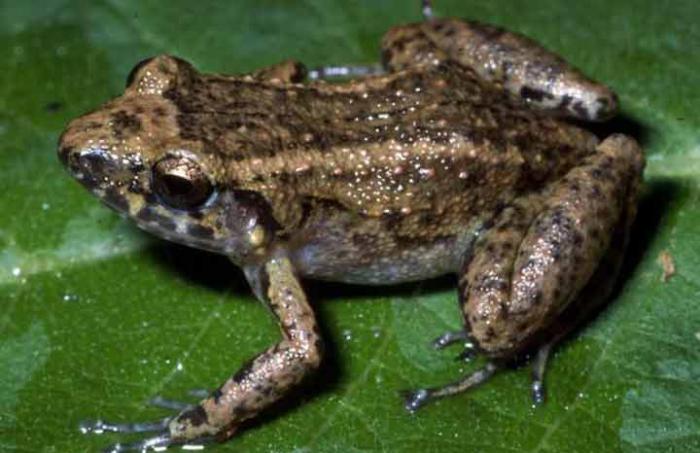 Exaltan riqueza de especies cubanas de anfibios 