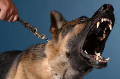 Perro ladrando