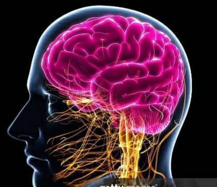 Cerebro