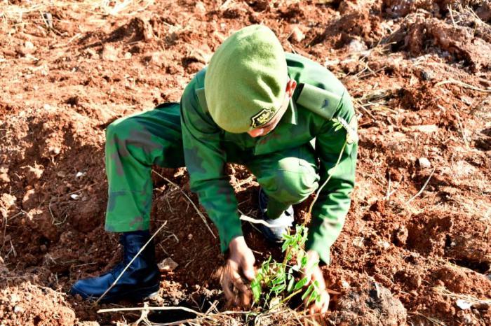 Siembra de 100 árboles en homenaje a Fidel