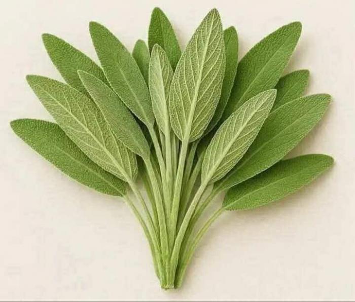 Planta de Salvia.