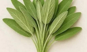 Planta de Salvia.