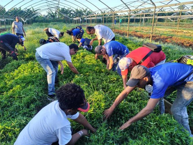 Protagonizan en la Habana Jornada de Trabajo Voluntario en homenaje Fidel