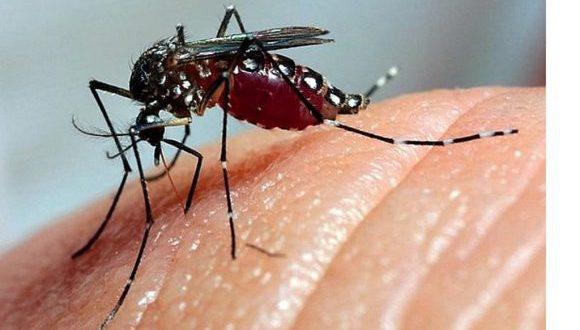 Nota Salud Pública ante la batalla contra los mosquitos