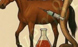 El antídoto del veneno de serpiente se fabrica con la sangre de los caballos