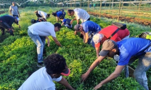Protagonizan en la Habana Jornada de Trabajo Voluntario en homenaje Fidel