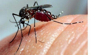 Nota Salud Pública ante la batalla contra los mosquitos