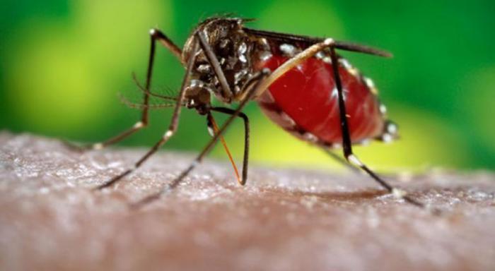 Mosquito transmisor del chikungunya en Cuba