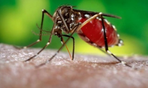 Mosquito transmisor del chikungunya en Cuba