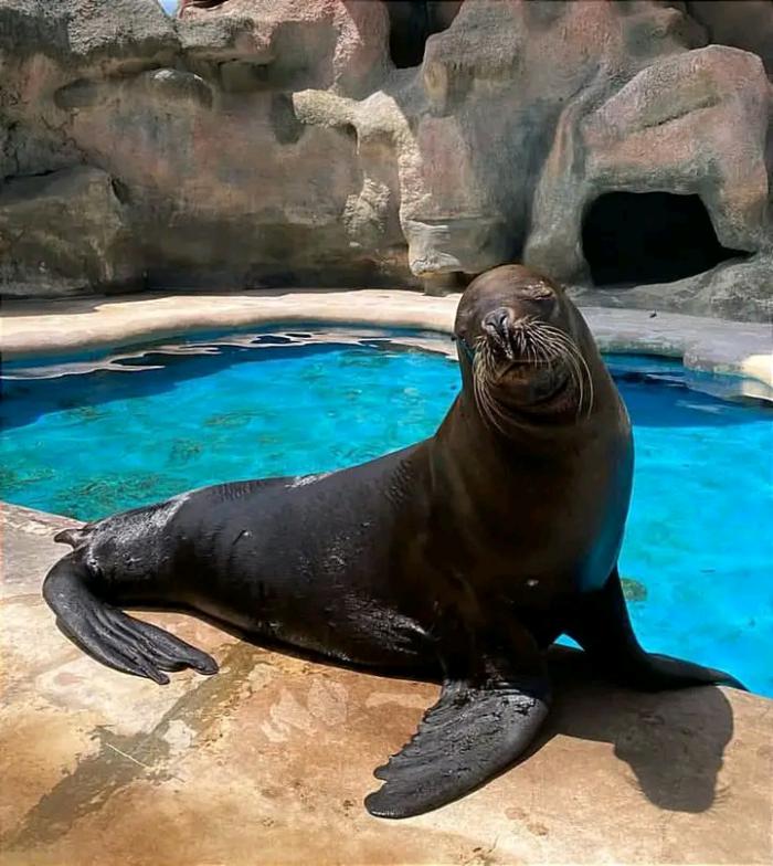 Del 23 al 28 de diciembre, el Acuario Nacional se llena de magia y cuentos para los niños 