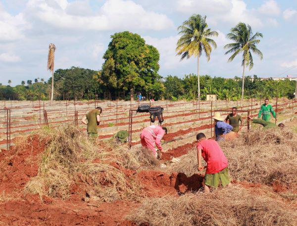 Recuperación de organopónicos habaneros 