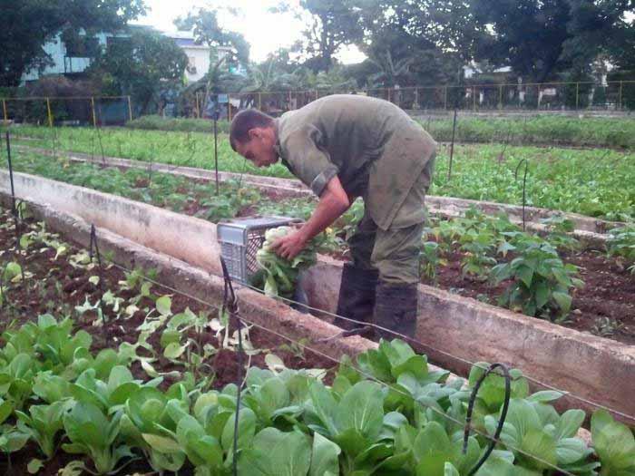  Agricultura Urbana, Suburbana y Familiar.