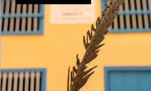 La versión impresa del Programa Cultural de la Oficina del Historiador llevará, a partir de ahora, el nombre de Agenda Cultural.