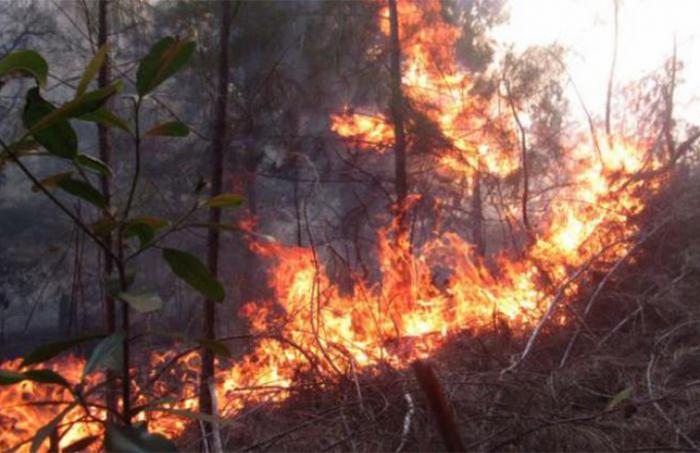 Incendio forestal