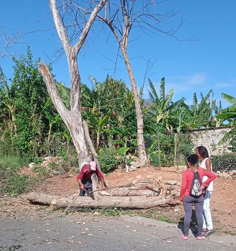 Personas que hacen carbón con los árboles del barrio que no sirven
