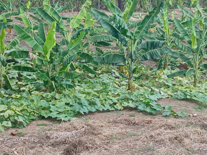 Sembrados en Polo Productivo Jaramillo