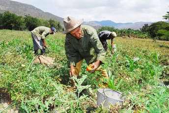 Campesinos cubanos