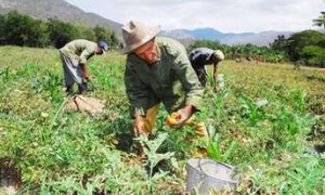 Campesinos cubanos