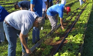 Jornada de trabajo voluntario en La Habana